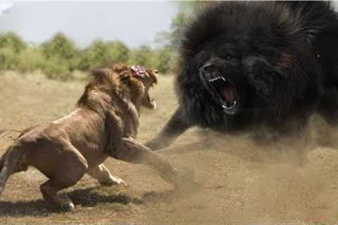 The Most Muscular Animals That Can Defeat Lion
